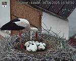 Capi_Dubne_20250616_155002.jpg