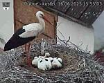 Capi_Dubne_20250616_155503.jpg