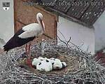 Capi_Dubne_20250616_160003.jpg