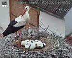 Capi_Dubne_20250616_160502.jpg