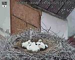 Capi_Dubne_20250616_161003.jpg