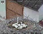 Capi_Dubne_20250616_162503.jpg