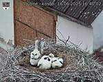 Capi_Dubne_20250616_164002.jpg