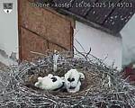 Capi_Dubne_20250616_164503.jpg