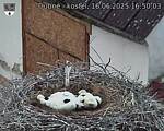 Capi_Dubne_20250616_165003.jpg