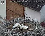 Capi_Dubne_20250616_165503.jpg