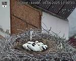 Capi_Dubne_20250616_170003.jpg