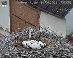 Capi_Dubne_20250616_170502.jpg