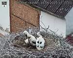 Capi_Dubne_20250616_171503.jpg