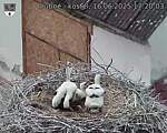 Capi_Dubne_20250616_172003.jpg