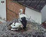 Capi_Dubne_20250616_172502.jpg