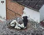 Capi_Dubne_20250616_173503.jpg