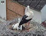 Capi_Dubne_20250616_175003.jpg