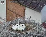 Capi_Dubne_20250616_175502.jpg