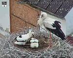Capi_Dubne_20250616_180503.jpg