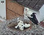 Capi_Dubne_20250616_181503.jpg