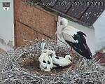 Capi_Dubne_20250616_182003.jpg