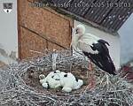 Capi_Dubne_20250616_185003.jpg