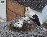 Capi_Dubne_20250616_190503.jpg