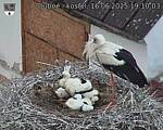 Capi_Dubne_20250616_191003.jpg