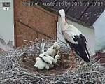 Capi_Dubne_20250616_191503.jpg