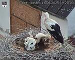 Capi_Dubne_20250616_192003.jpg