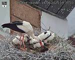 Capi_Dubne_20250616_193503.jpg