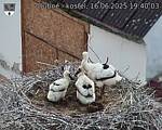 Capi_Dubne_20250616_194003.jpg