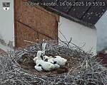 Capi_Dubne_20250616_195503.jpg