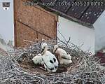 Capi_Dubne_20250616_200002.jpg
