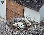 Capi_Dubne_20250616_200504.jpg
