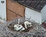 Capi_Dubne_20250616_201003.jpg