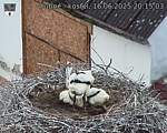 Capi_Dubne_20250616_201504.jpg