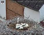 Capi_Dubne_20250616_202004.jpg