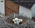 Capi_Dubne_20250616_203503.jpg