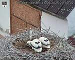 Capi_Dubne_20250616_204002.jpg