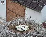 Capi_Dubne_20250616_204503.jpg