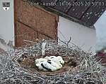 Capi_Dubne_20250616_205003.jpg