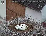 Capi_Dubne_20250616_205502.jpg