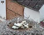 Capi_Dubne_20250616_210003.jpg