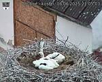Capi_Dubne_20250616_210503.jpg