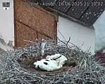 Capi_Dubne_20250616_211002.jpg