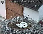 Capi_Dubne_20250616_211502.jpg