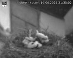 Capi_Dubne_20250616_213502.jpg