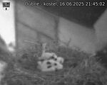 Capi_Dubne_20250616_214502.jpg