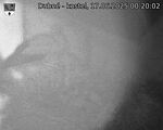Capi_Dubne_20250617_002002.jpg