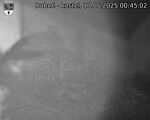 Capi_Dubne_20250617_004502.jpg