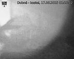 Capi_Dubne_20250617_012502.jpg