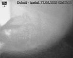 Capi_Dubne_20250617_013503.jpg