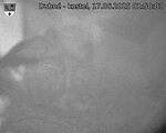 Capi_Dubne_20250617_015003.jpg